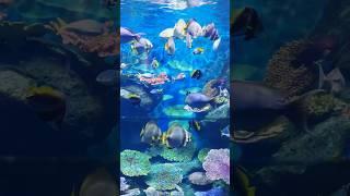 Sea Life Bangkok Ocean World #shorts #4khdr #bangkok #thailand #sealifebangkok #travel