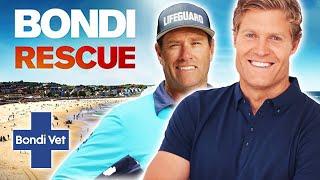 Bondi Vet Meets Bondi Rescue  Bondi Vet