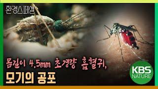 몸길이 4.5mm 초경량 흡혈귀 모기의 공포 2021-2022 UHD환경스페셜 기후변화 특집 지구의 경고 3편 모기의 역습  KBS 20210819 방송