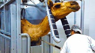 Modern Camel Meat Processing Factory  - Camel Farming Technology Produces Meat and Milk 