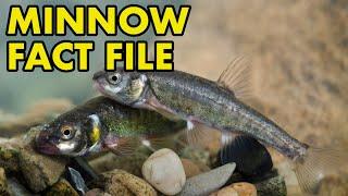 Eurasian Minnow Fact File British Wildlife Facts