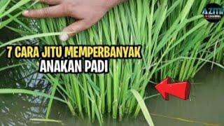 7 CARA JITU MEMPERBANYAK ANAKAN PADI