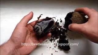 The  birth of the goliath beetle Goliathus regius