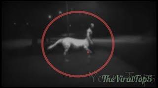 5 CENTAURS CAUGHT ON CAMERA