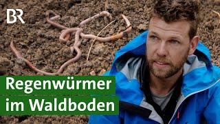 Gesunder Boden Welche Baumarten locken den Regenwurm in den Wald?  Mischwald  Unser Land  BR