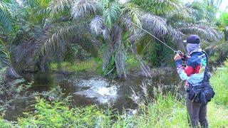 JANGAN PERNAH SEPELEKAN SPOT² PINGGIR JALAN  GANAS NYA SAMBARAN IKAN GABUS DI SPOT² DANGKAL