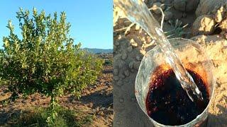 طريقة جديدة لتسميد شجرة الليمون بسماد الحديد  & Fertilizing the lemon tree with iron fertilizer