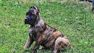 Kimchi the Cane Corso at 7 months old. Very unique color.