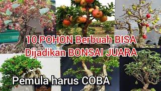 10 TANAMAN BONSAI BUAH BUAHAN YANG CANTIK DAN COCOK UNTUK PEMULA