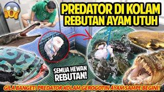 PREDATOR DI KOLAM REBUTAN AYAM UTUH NGERI BANGET DIGEROGOTIN SAMPAI BEGINI GAK NYANGKA BISA HABIS