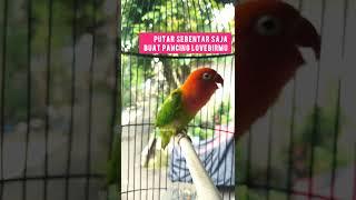 Putar sebentar saja buat pancing lovebirdmu