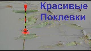 КРАСИВЫЕ ПОКЛЕВКИ-2. Рыбалка Поплавочная удочка Ловля на поплавок. Ловля карася