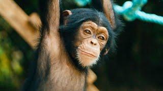 Baby Chimps Learn How To Climb  BBC Earth