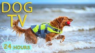 DOG TV The Best 24 Hours of Soothing Music for Anxious Dog When Home Alone -Video Entertain for Dog