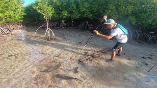 Spear Fish in the mangrove forest when the sea water recedes in the afternoon catch n cook