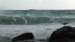 Seals in The Surf at Porthgwarra - Best Viewed in HD