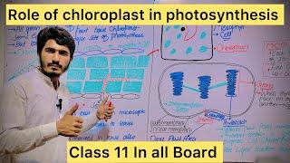 Role OF Chloroplast in Photosynthesis#mdcat biology#Fsc biol