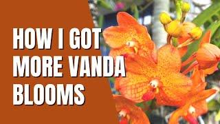 Vanda Orchid Care for Beginners  Use my new fertilizing regimen to get more orchid blooms