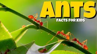 Learn All About Ants    Ant Facts For Kids 