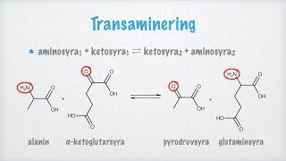 Aminosyrornas metabolism