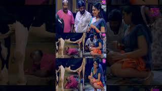 சிங்கம்புலி & கஞ்சா கருப்பு மாஸ் காமெடி-யை பாருங்க #funny #singampuli #kanjakaruppu #shorts #comedy