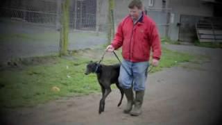 Droopys-Stud.com