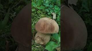 FUNGHI PORCINI BOLETUS #mushroom #boletus #nature #porcini #fungi #appennino