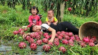 Harvesting fruit to sell at the market - Making cakes from fruit  Daily life of a single mother