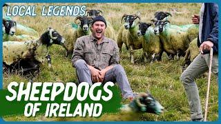 THE ART OF HERDING SHEEP with sheepdog Bruce  Ireland  Local Legends  Brad Leone