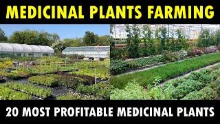 Most profitable Medicinal Plants farming in India  Medicinal Plants Cultivation Business