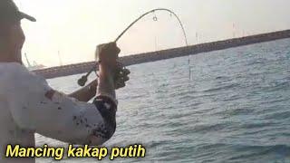 Mancing ikan KAKAP PUTIH Barramundi spot Bojonegara Banten  Fishing videos