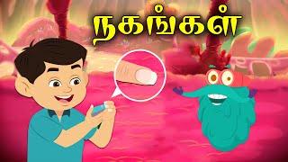 நகம் எப்படி வளர்கிறது?  Nail Facts For Kids  Dr.Binocs Tamil  Kids Learning Video