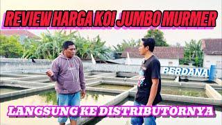 Review harga koi jumboan langsung distributornyaaries aquatic tulung agung