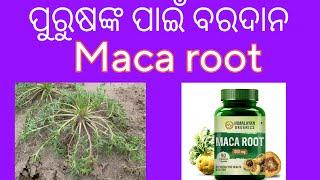 ପୁରୁଷଙ୍କ ପାଇଁ ବରଦାନ ମ୍ୟାକା ରୁଟ୍। Maca root Health benefits in Odia 