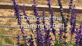 Jon Lax - Dance of the Humming Bird