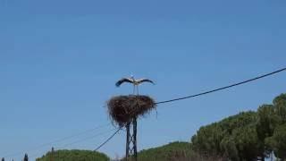 Storks first flight