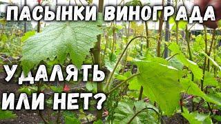 Пасынки винограда удалять или нет?