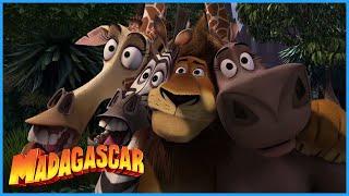 DreamWorks Madagascar  Alex Saves The Day  Madagascar Movie Clip