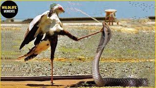 30 Moments Secretary Bird Kicked The Brutal King Cobra In The Head For Revenge  Animal World