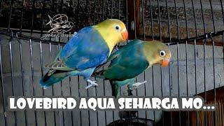 LOVEBIRD DI BELAKANG RUMAH ADA LOVEBIRD ISTIMEWA