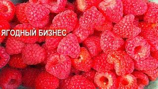 Ягодный бизнес Елены Котковой. Работа в кайф 700 розничных заказов в день