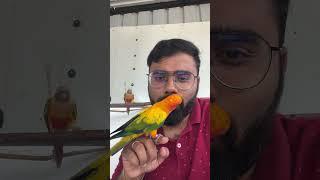 நம்ம Sun Conure-கு என்ன பெயர் வைக்கலாம்  Suggest Name for Our Sun Conure Birds