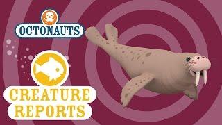 Octonauts Creature Reports - Walrus