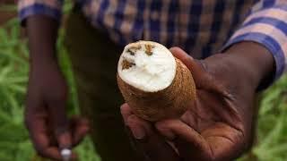 Tanzanian Farmers Experiences with Cassava Brown Streak Disease and Cassava Mosaic Virus Teaser