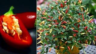 Fantastic skill Growing chili tree from seed at home