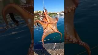 Pesca del Polpo in porto con la Polpara Artigianale INPESCA #octopusfishing #octopus #takogame