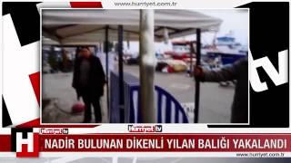 NADİR BULUNAN DİKENLİ YILAN BALIĞI YAKALADI