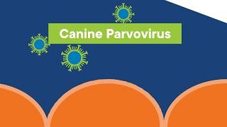 Current State of Canine Parvovirus