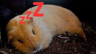 Do Guinea Pigs Have Dreams & Nightmares? Exploring Guinea Pig Sleep 