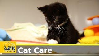 Kitten care part one preparation